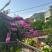 Apartments Popovic- Risan, , private accommodation in city Risan, Montenegro - 3.Ulaz Bogumila